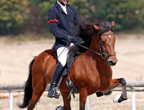 Alda frá Húsafelli – For Sale