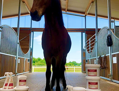 sponsored by IPEA-IHNEN